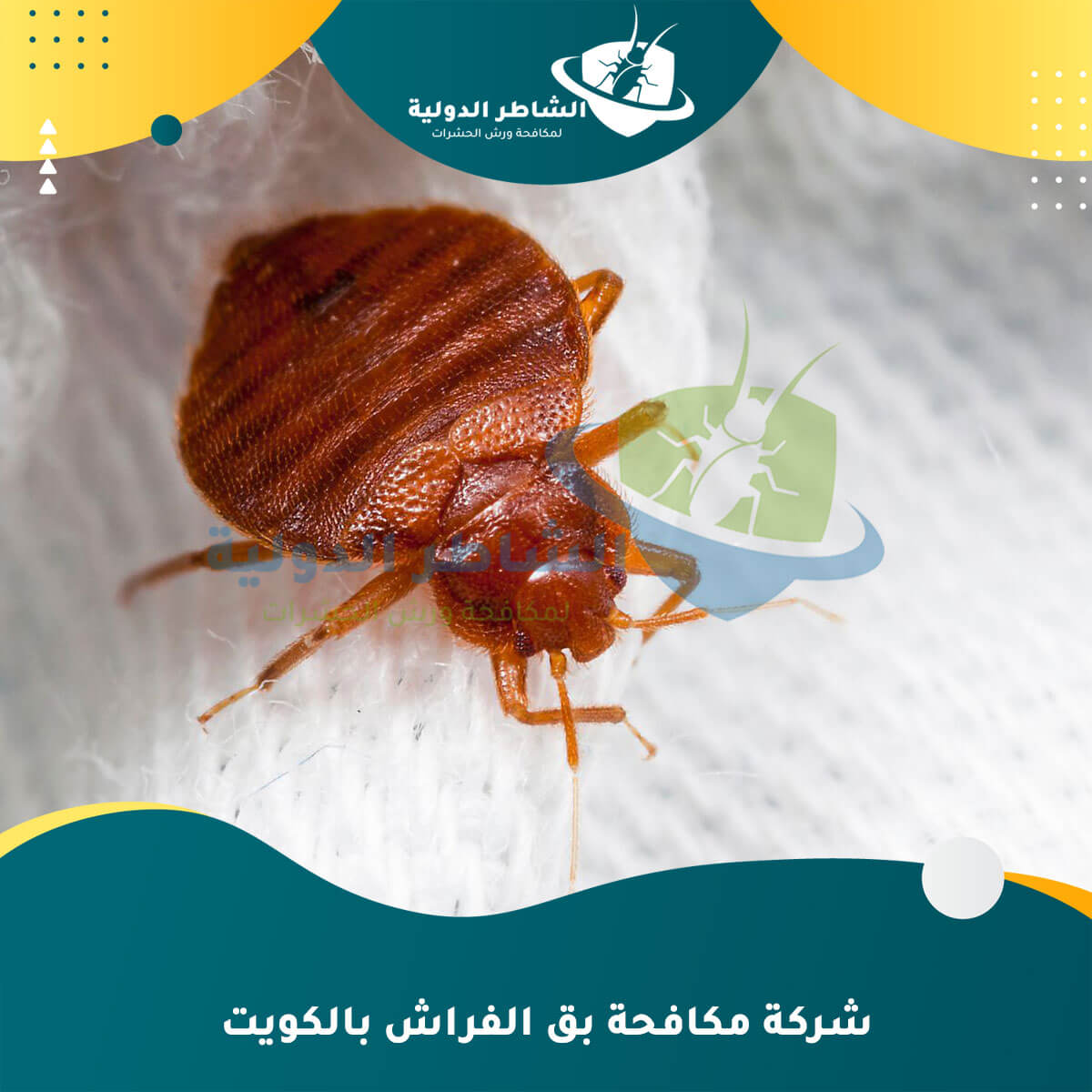مكافحة حشرات البق في الكويت: الحلول الفعّالة لمشكلة حشرات البق