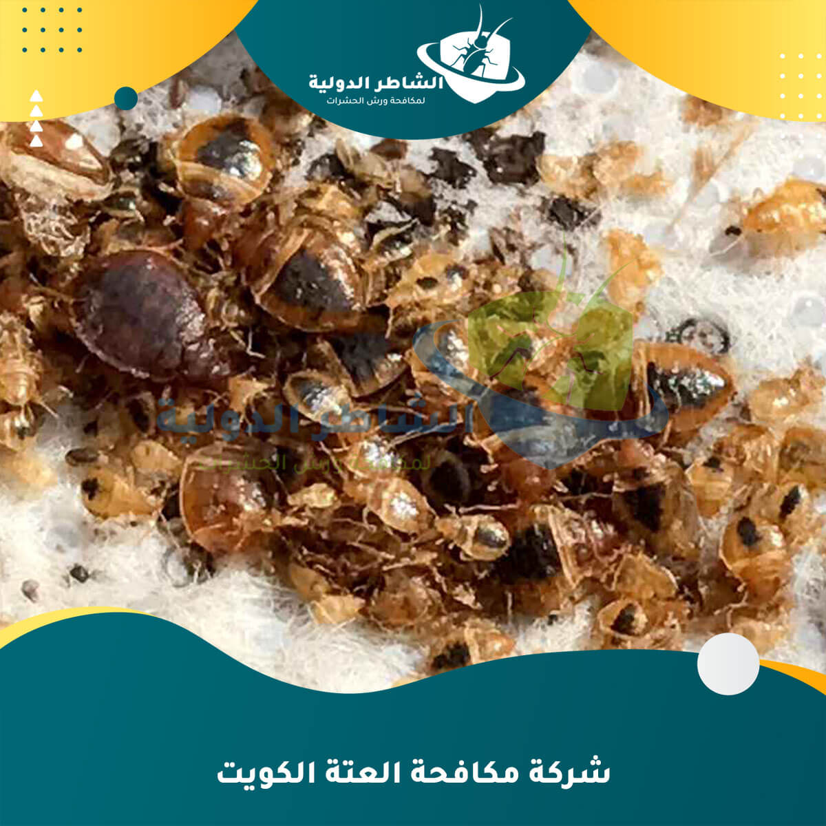 شركة مكافحة العتة الكويت