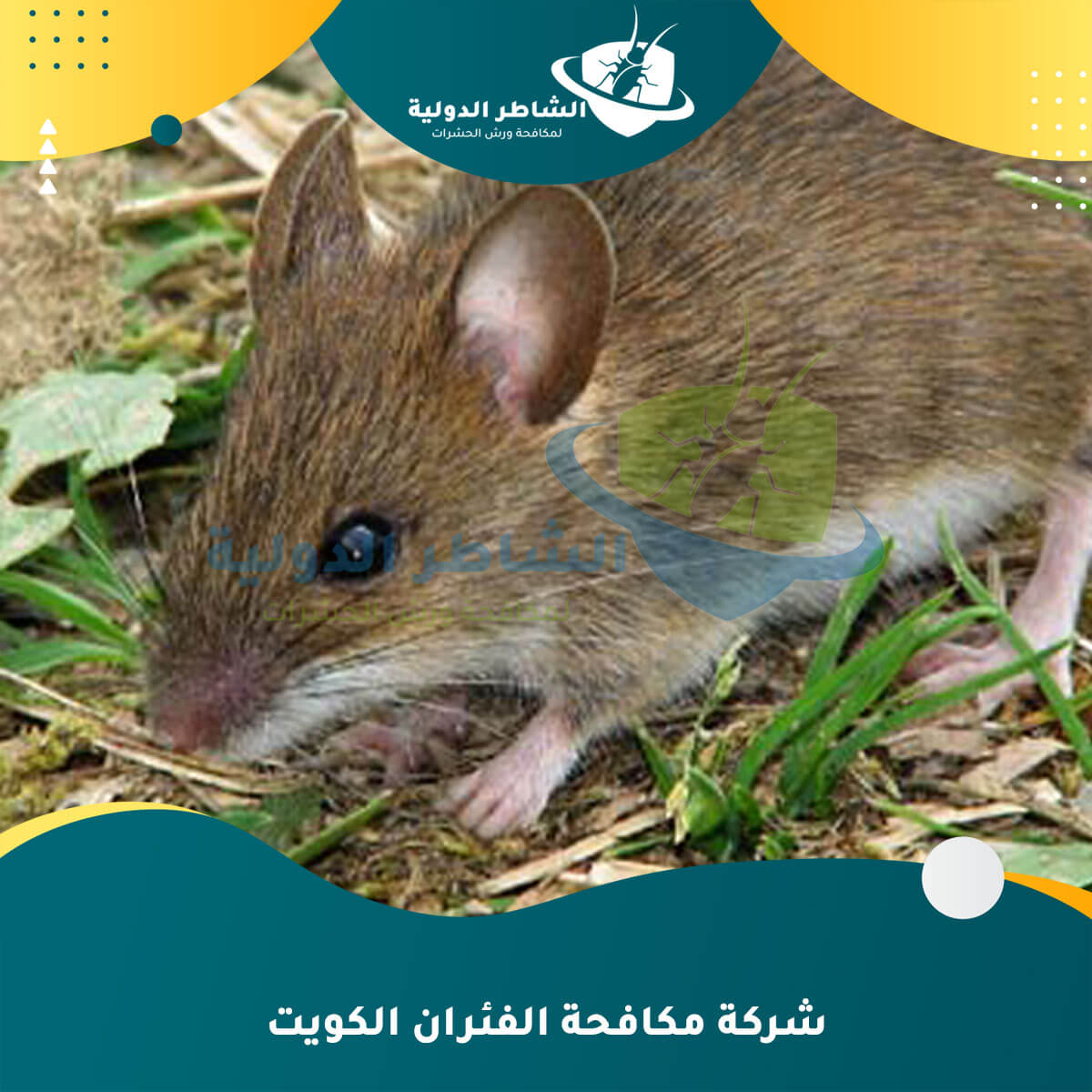 شركة مكافحة الفئران الكويت