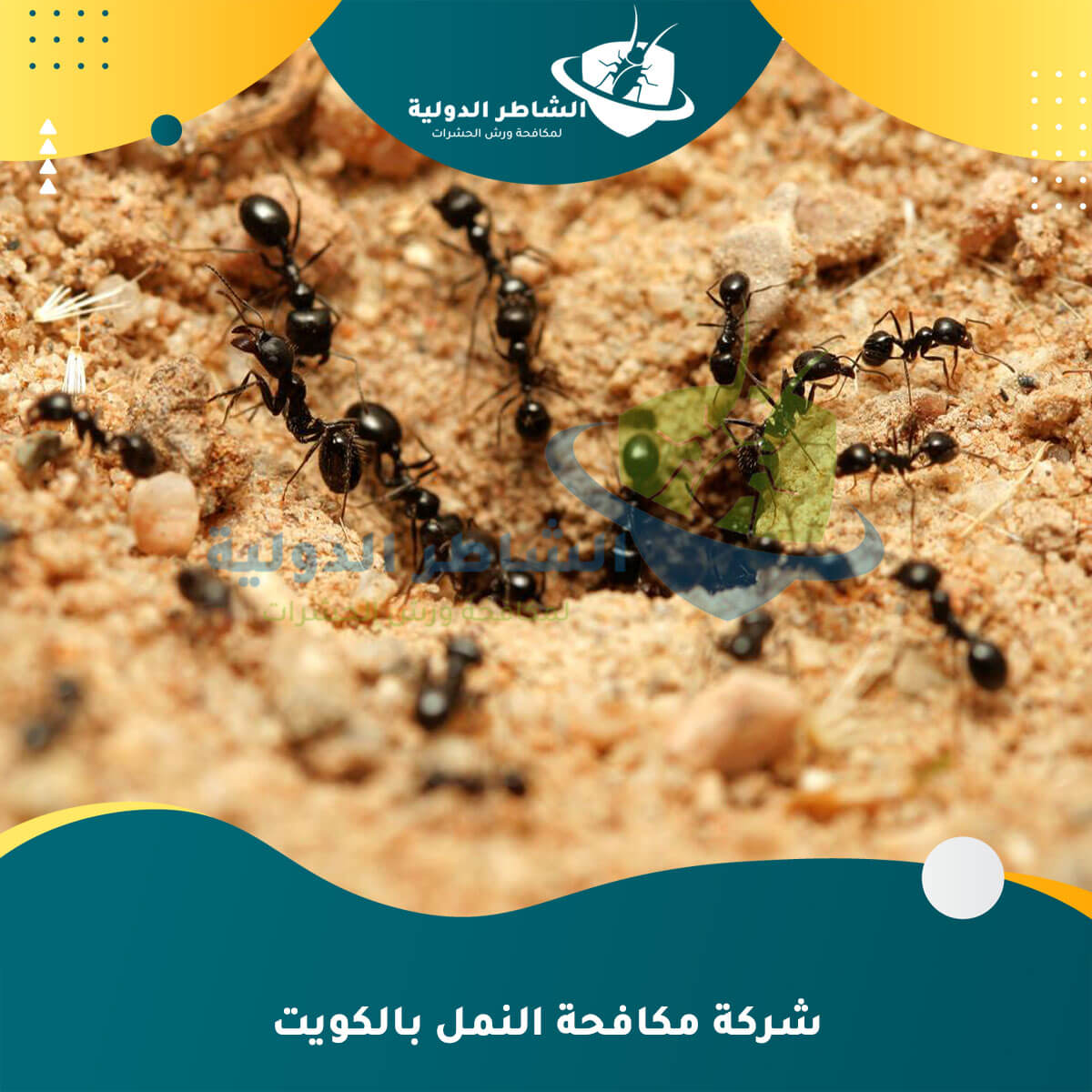 شركة مكافحة النمل بالكويت