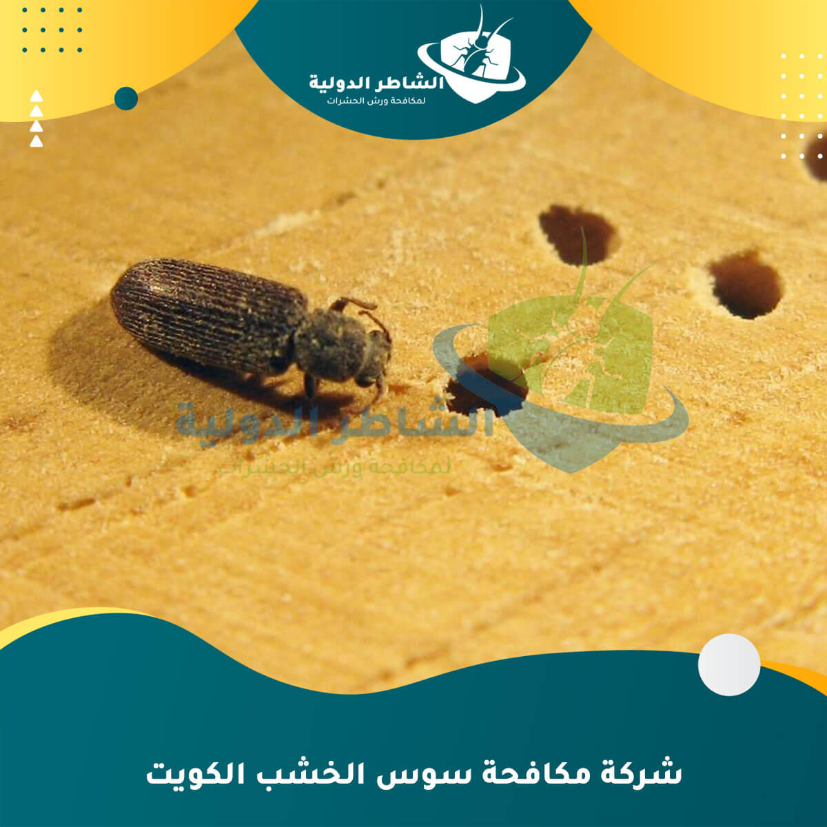 شركة مكافحة سوس الخشب الكويت