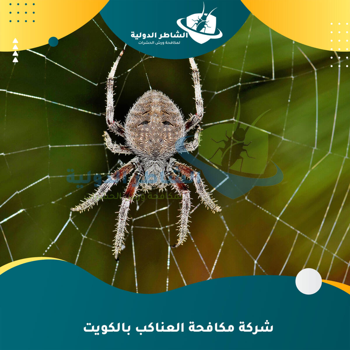 شركة مكافحة العناكب بالكويت