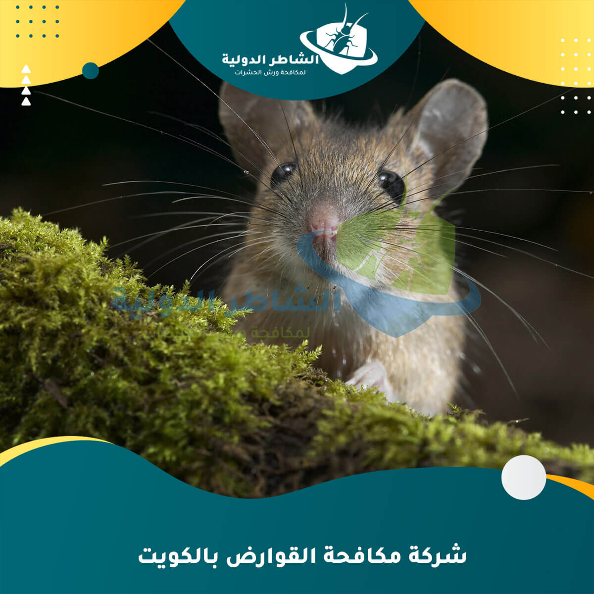 شركة مكافحة القوارض بالكويت