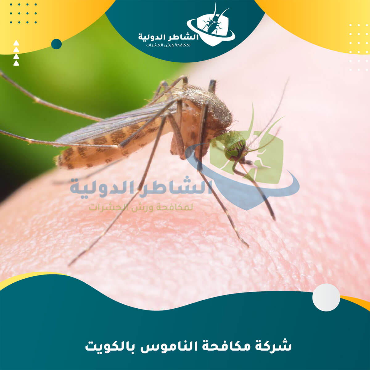 شركة مكافحة الناموس بالكويت