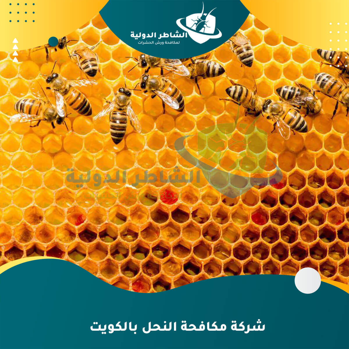 شركة مكافحة النحل بالكويت