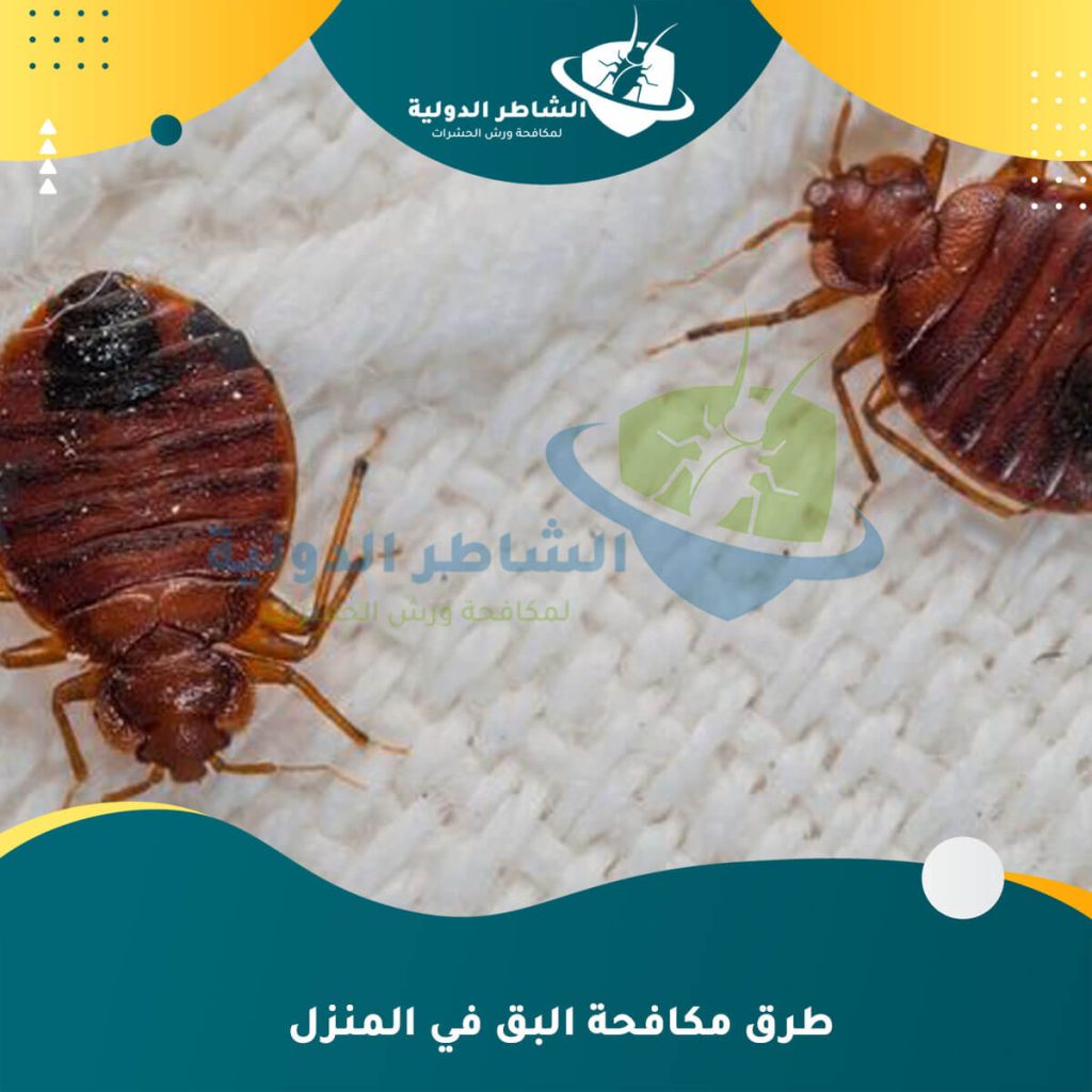 طرق مكافحة البق في المنزل