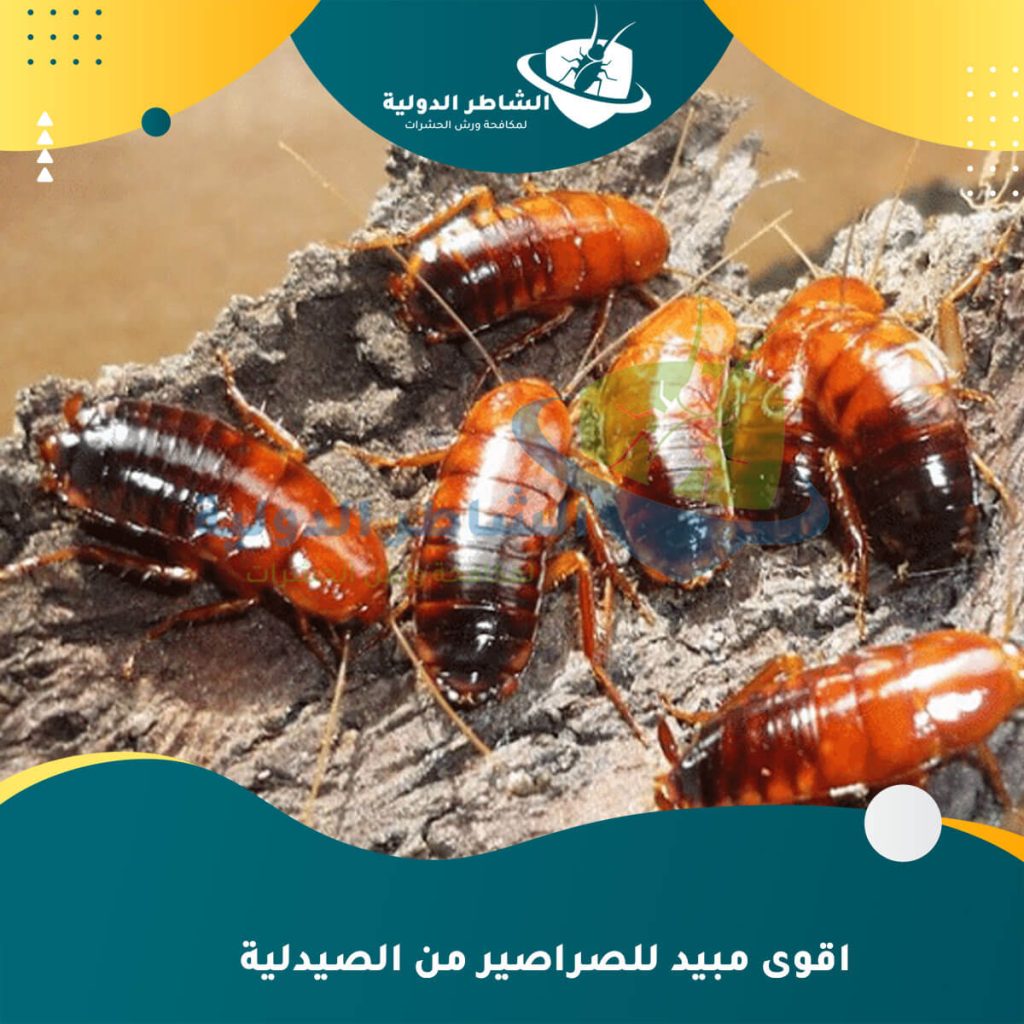 اقوى مبيد للصراصير من الصيدلية