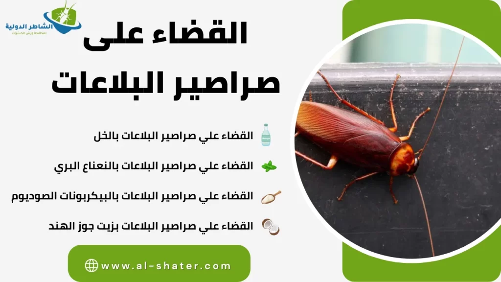 القضاء على صراصير البلاعات