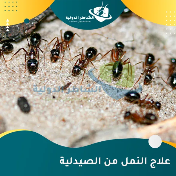 علاج النمل من الصيدلية