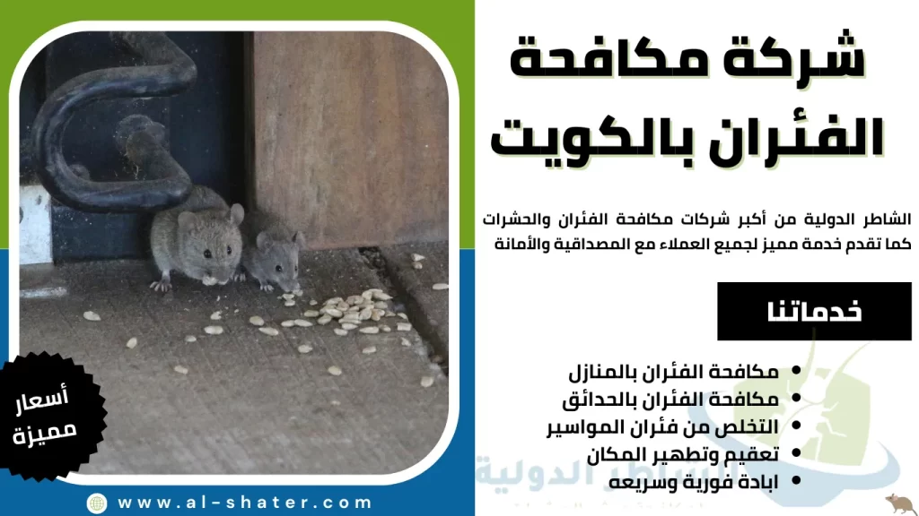 شركة مكافحة الفئران بالكويت