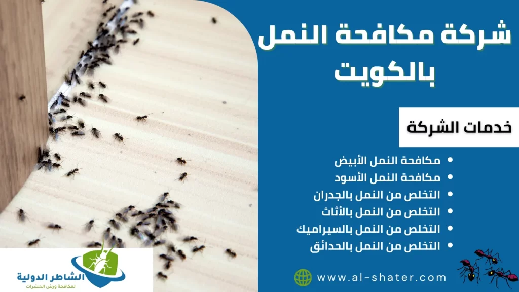 شركة مكافحة النمل بالكويت
