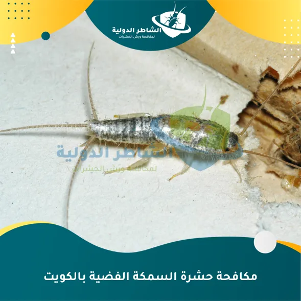 مكافحة حشرة السمكة الفضية بالكويت