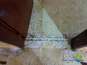 مكافحة الصراصير